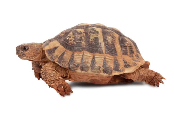 Tortuga — Foto de Stock