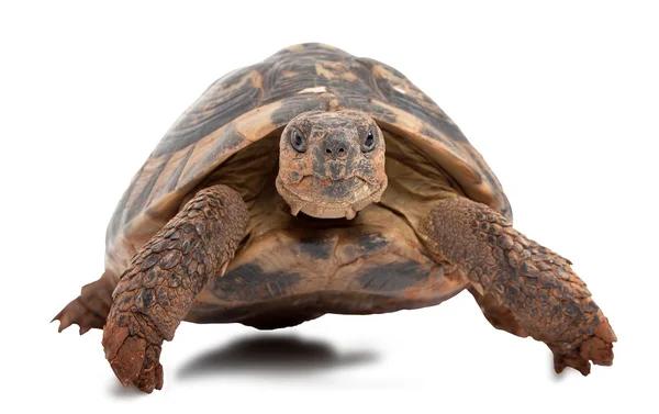 Zeeschildpad — Stockfoto