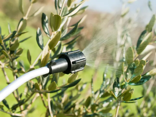 zeytin ağacı İlaçlama