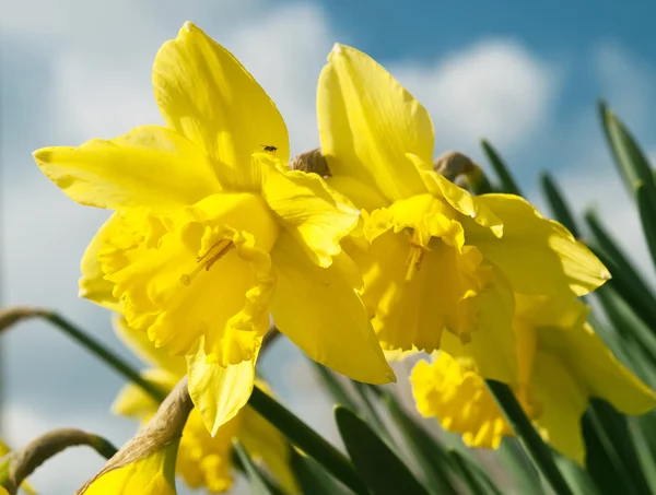 Yellow daffodils — Stock Photo, Image