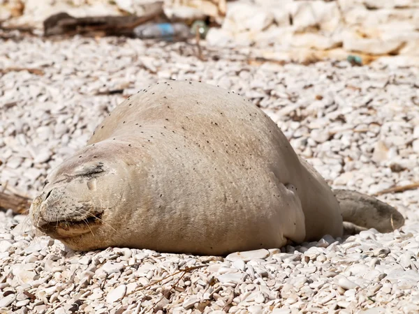 Foca monje mediterránea — Foto de Stock