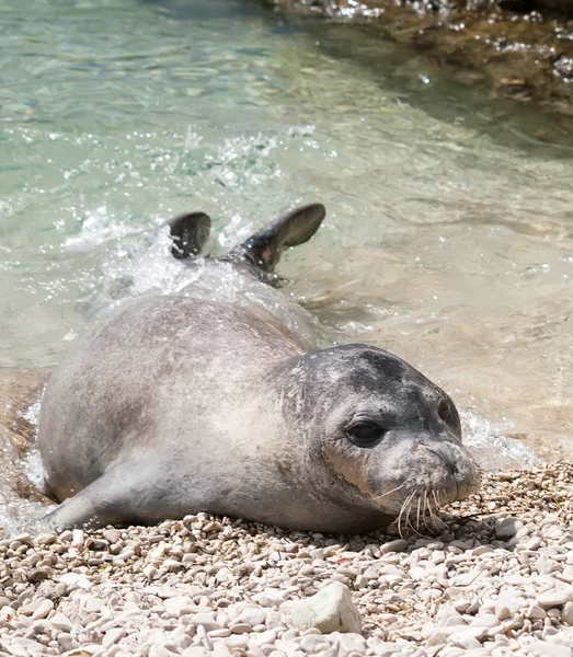 Foca monje mediterránea — Foto de Stock