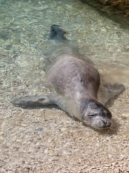 Foca monje mediterránea — Foto de Stock