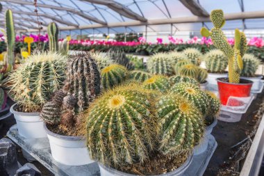 Seradaki çeşitli sulu ve kaktüs bitkilerinin toplanması