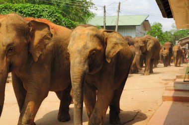Herd of asian elephants. Pinnawela. Sri Lanka. clipart
