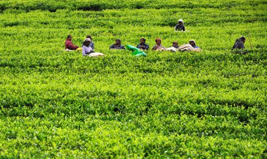çay plantasyon kadından sri lanka alır çay yaprakları.