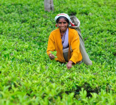 sri Lanka kadın toplamak çay yaprakları çay plantasyon.