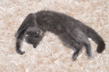 İngiliz kedi ev.