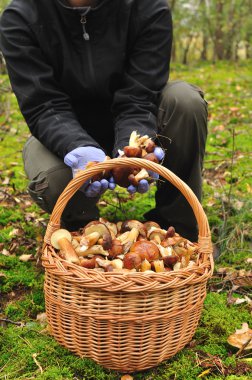 Basket full of mushrooms in forest. clipart