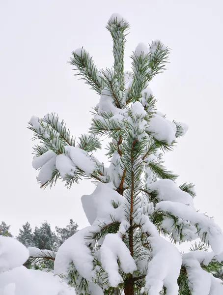 Winter's threes — Stock Photo, Image