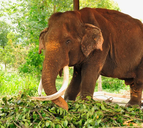 Manada de elefantes asiáticos. Pinnawela. Sri Lanka . — Foto de Stock