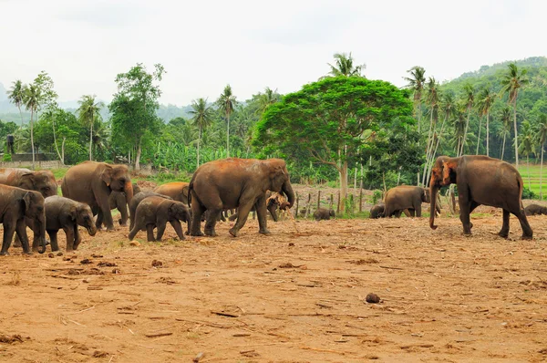 Stado słoni azjatyckich. pinnawela. Sri lanka. — Zdjęcie stockowe