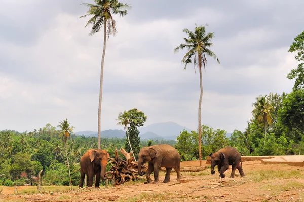 Branco di elefanti asiatici. Pinnawela. Sri Lanka . — Foto Stock