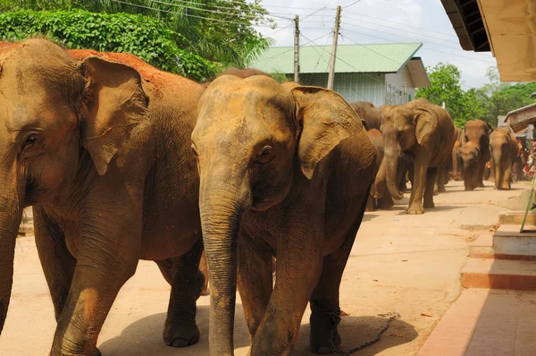 Branco di elefanti asiatici. Pinnawela. Sri Lanka . — Foto Stock