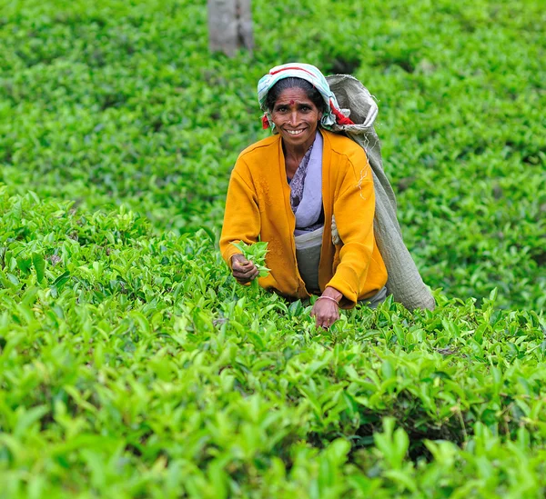 Vrouw uit sri lanka verzamelen theeblaadjes over thee plantage. — Stockfoto