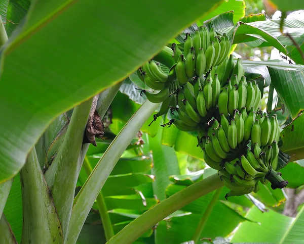 Bunch of ripening on tree. — Stock Photo, Image