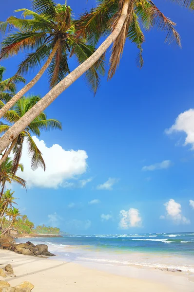 Tropical beach. Sri Lanka. Tangalle. — Stock Photo, Image