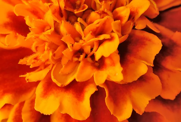Помаранчевий квітка . — стокове фото