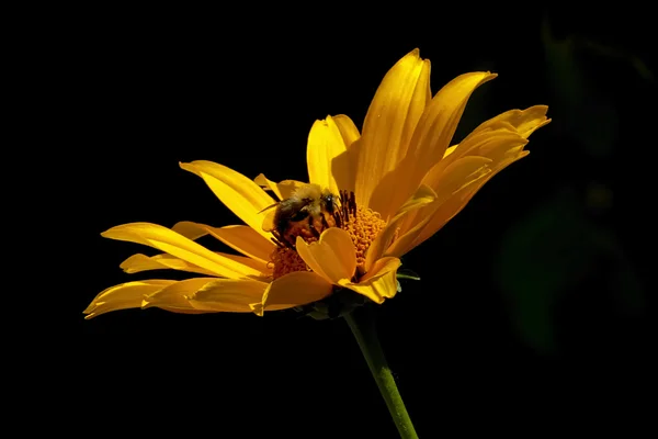 Marguerite gerbeuse jaune — Photo