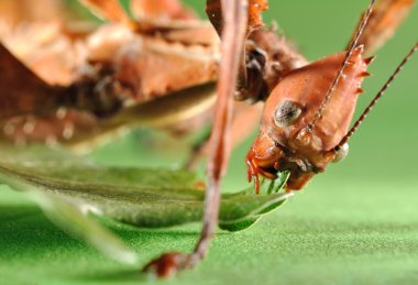 Extatosoma tiaratum