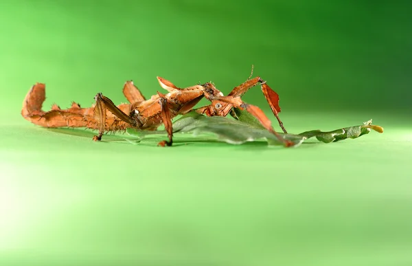 Extatosoma tiaratum — 스톡 사진