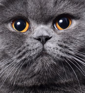 İngiliz kedi - tatlı yüz.