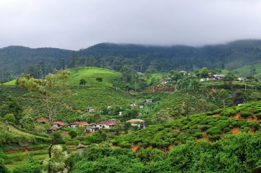 sri Lanka çay tarlaları. Nuwara eliya.