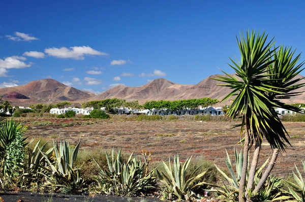 Lanzarote. One of the Canary Islands. — Stock Photo, Image
