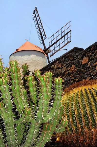 Jardin de Cactus, Lanzarote. — Stock Photo, Image