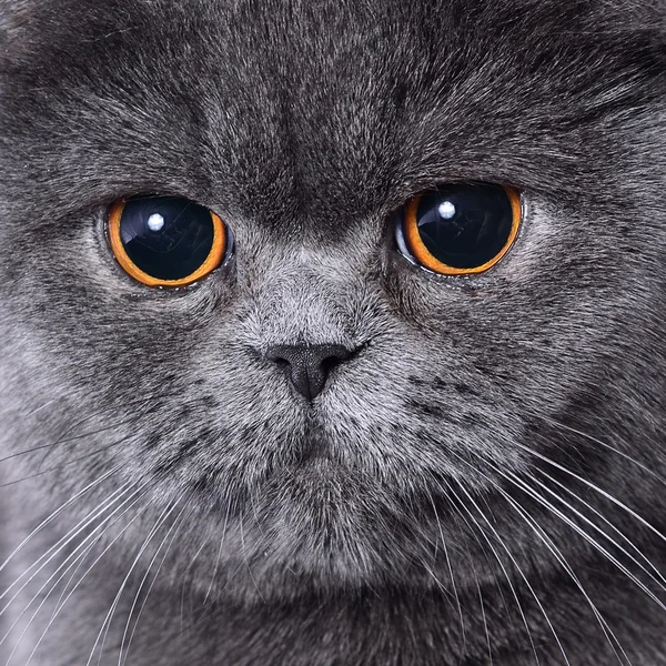 British cat - closeup on face. — Stock Photo, Image