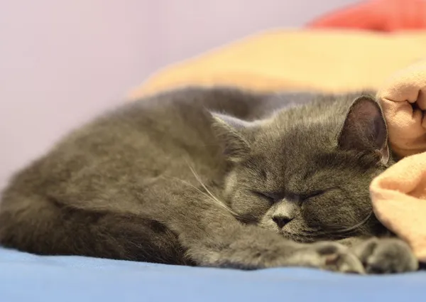 Βρετανική γάτα ξαπλωμένη στο κρεβάτι. — Φωτογραφία Αρχείου
