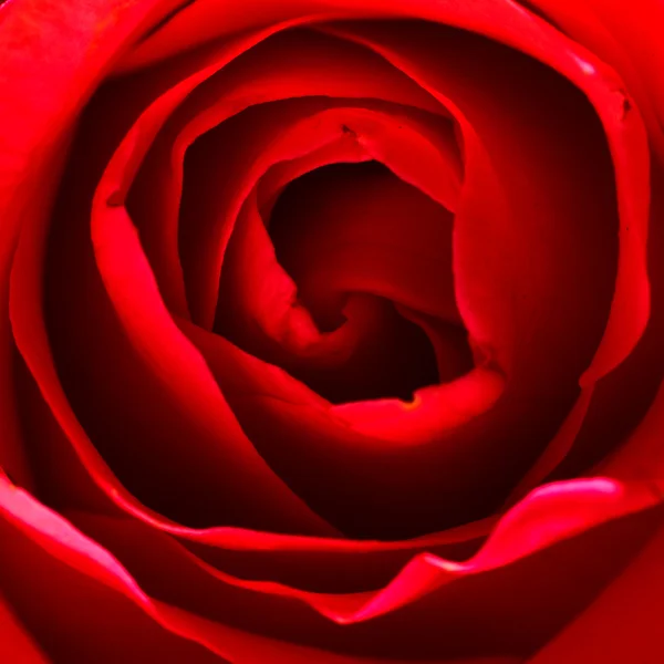 Fleur rose - gros plan . — Photo