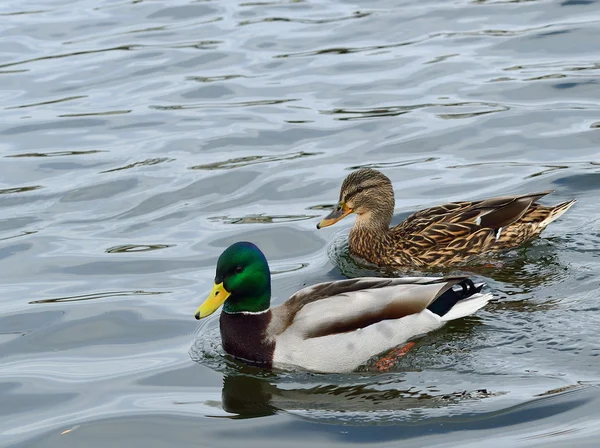 Pair of mallard ducks, — Stock Photo, Image