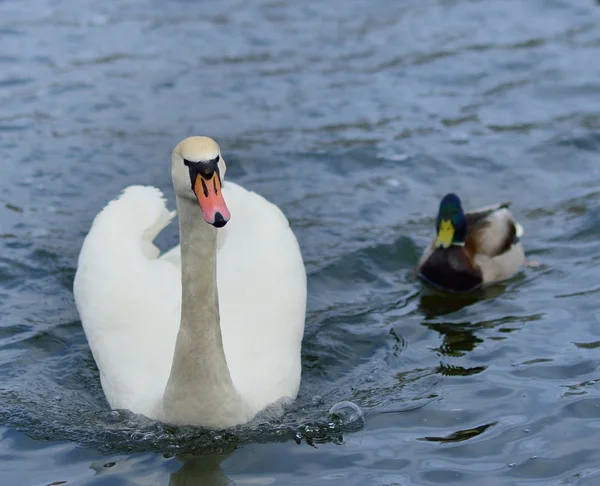 Cigno sul lago. — Foto Stock