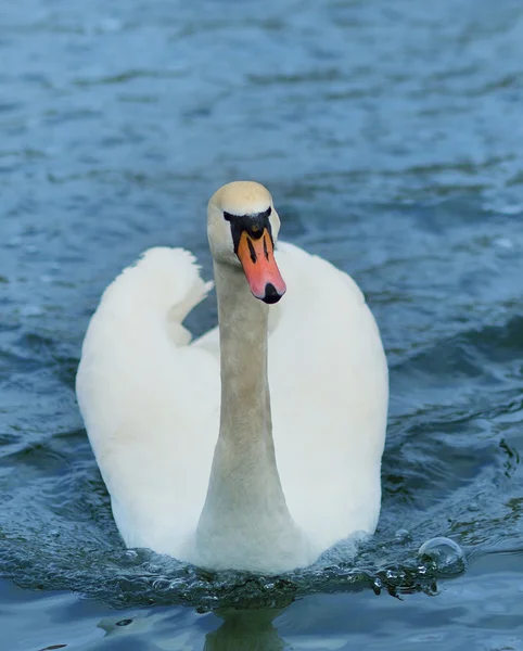 Cigno sul lago. — Foto Stock