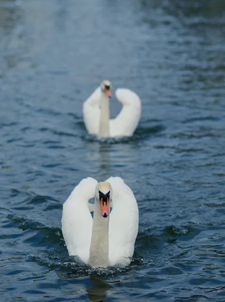 Cisnes en el lago. —  Fotos de Stock