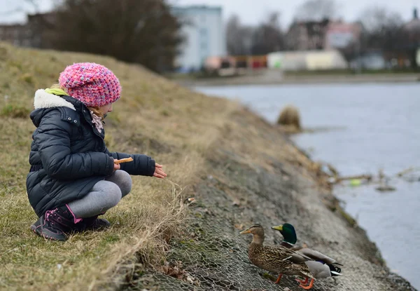 Child feeding ducks. — Stock Photo, Image