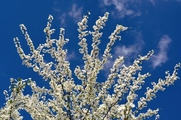 Árvore branca no céu azul . — Fotografia de Stock