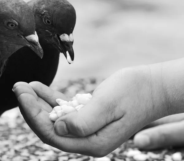 Menschliche Hand füttert den Vogel. — Stockfoto