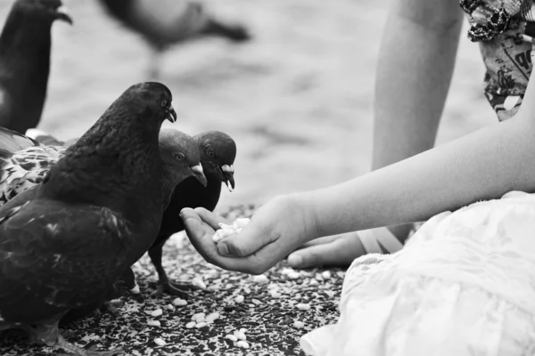 Human hand feeding the bird. — Stock Photo, Image
