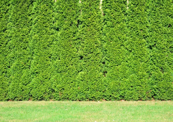 Una fila de tuyas verdes en el jardín. — Foto de Stock