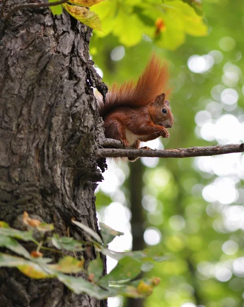 Eichhörnchen — Stockfoto