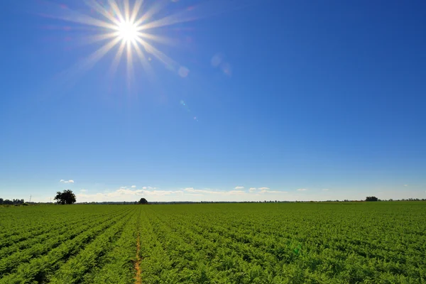 Country landscape with beautiful sky. — Stock Photo, Image