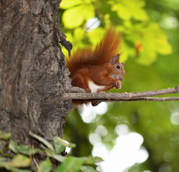 Squirrel — Stock Photo, Image