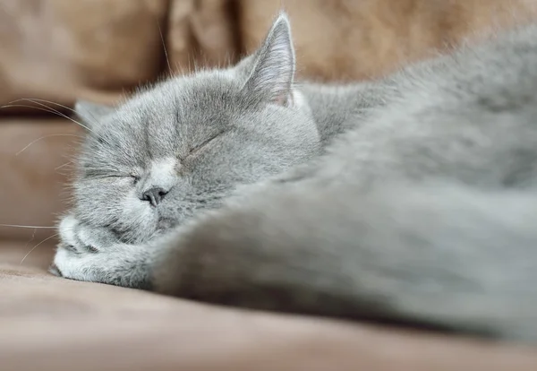 Βρετανική γάτα στον ύπνο. — Φωτογραφία Αρχείου