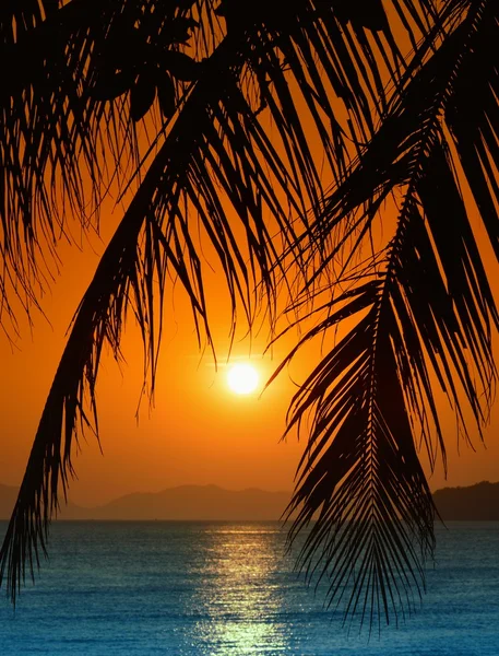 Sunset with palm leavs. — Stock Photo, Image