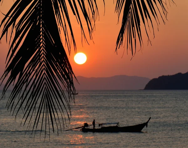 Pôr do sol com folhas de palma . — Fotografia de Stock