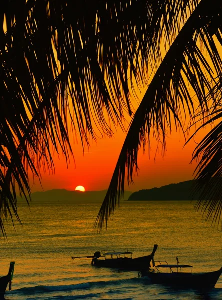 Pôr do sol com folhas de palma . — Fotografia de Stock