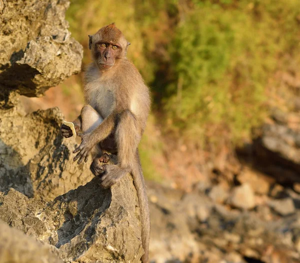 Monkey on rock in Thailand. — Stock Photo, Image