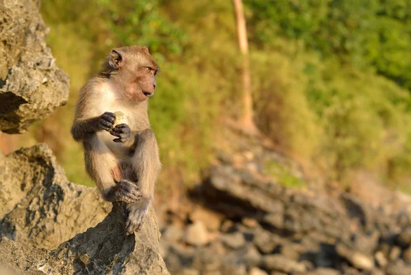 Monkey on rock in Thailand. — Stock Photo, Image